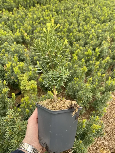 Taxus media Hicksii P9 – sadzonка