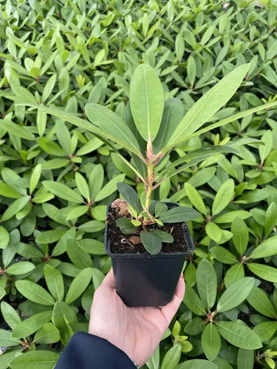 Rhododendron Catawbiense Grandiflorum P9